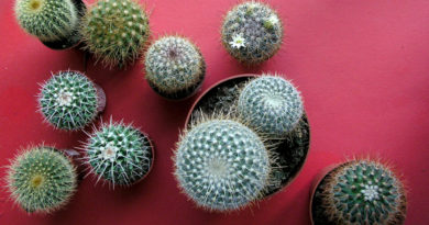 las-rabonas-cactus